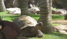 foto_tenerife_1004_loro_parque