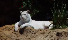 loroparque_13