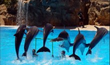 loroparque_15