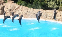 loroparque_dolphinshow