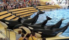 orcas_at_loro_parque_08