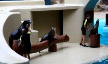 tenefoca