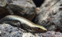 lizard