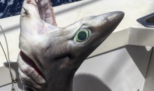 shark